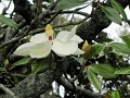 015. Magnolia Grandiflora